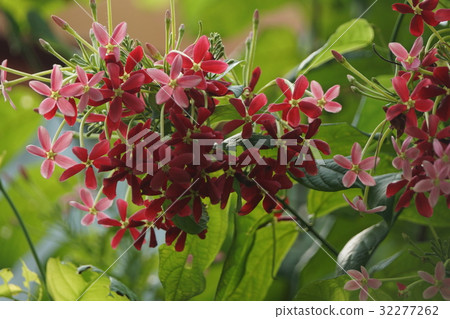 Gentleman Gentleman 32277262