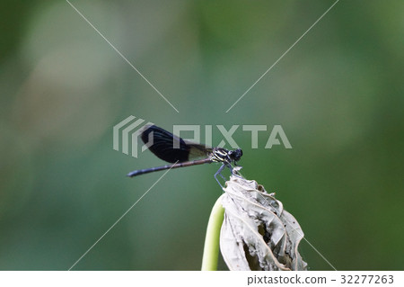 damsel-fly damsel-fly 32277263