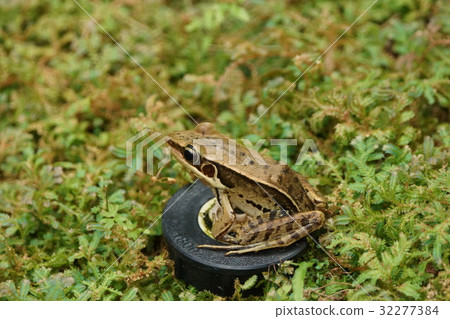 貢德氏赤蛙 32277384