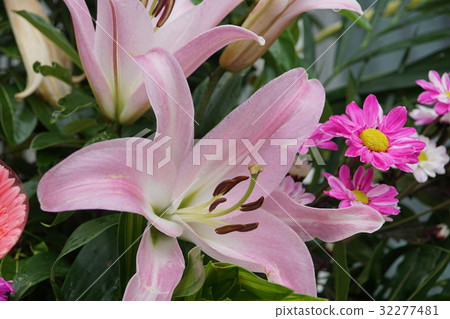 百合花 百合花 32277481