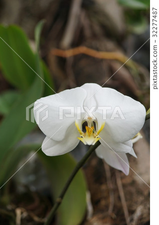 orchid 32277487
