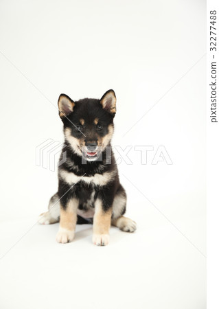 Puppy White Background 32277488
