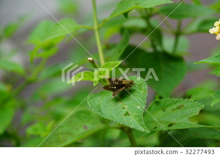 Butterfly Butterfly 32277493