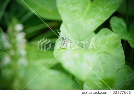 蜻蜓 蜻蜓 32277636