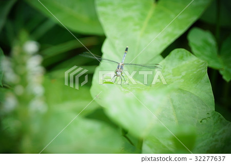 蜻蜓 蜻蜓 32277637