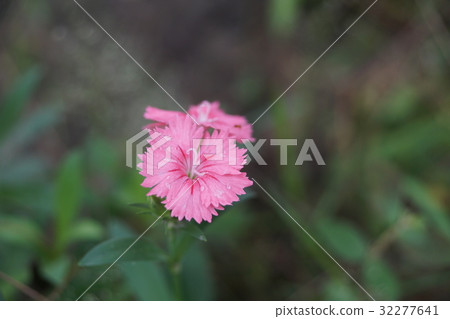 石竹 32277641