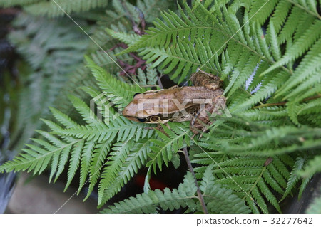 貢德氏赤蛙 32277642