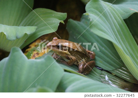 Gonde's red frog Gonde's red frog 32277645