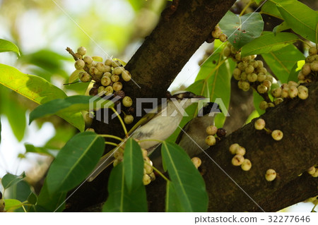 White-headed owl White-headed owl 32277646