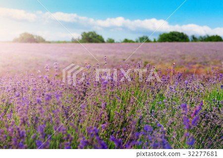 Lavender bushes closeup on sunset. Sunset gleam Lavender bushes closeup on sunset. Sunset gleam 32277681