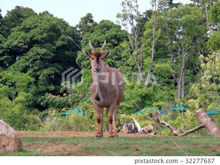 Giant Eland 32277687