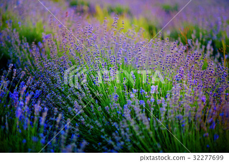 Beautiful image of lavender field over summer Beautiful image of lavender field over summer 32277699