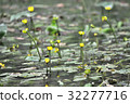 Kohone之花 32277716