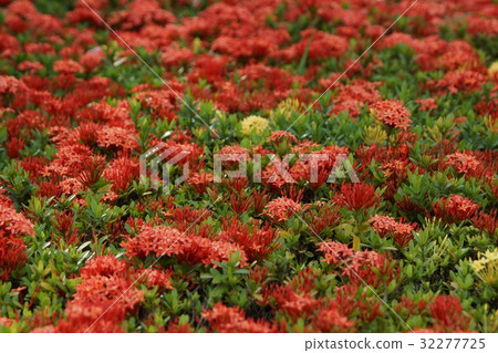 仙丹花 仙丹花 32277725