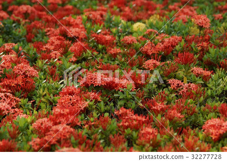 仙丹花 仙丹花 32277728