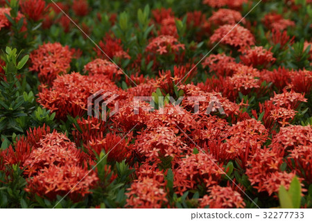 Ixora flower 32277733