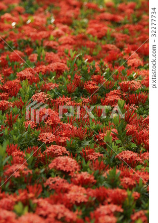 Ixora flower 32277734