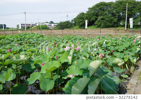 Tenten Castle Ruin Akorori Lotusen 32278142