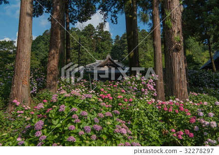 Hydrangea from Myokoji Temple in Yamanashi Prefecture Fujikawa Town 32278297