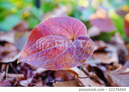 Licorice leaves Licorice leaves 32278484