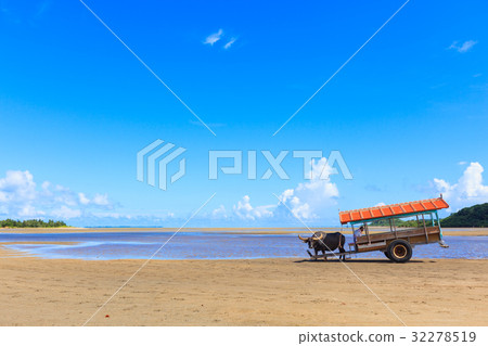 Buffalo Iriomotejima Yufu Island Buffalo Iriomotejima Yufu Island 32278519