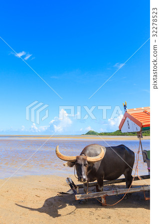 Buffalo Iriomotejima Yufu Island 32278523