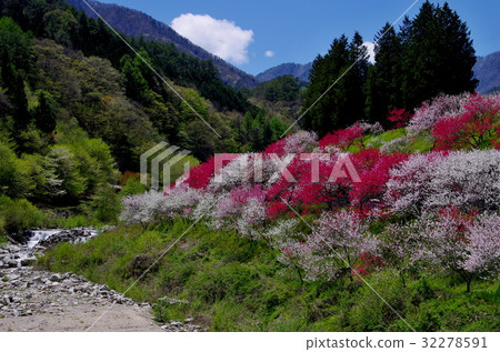 Tsukishigawa hot spring flower peach 32278591