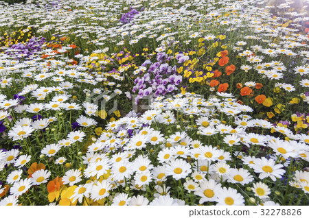 花 花 32278826