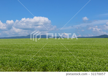 在Horokanai的蕎麥領域，純淨的白花 32278857