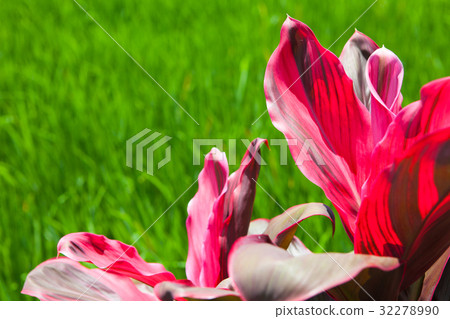 Red tropical plant leaves on the grass background 32278990