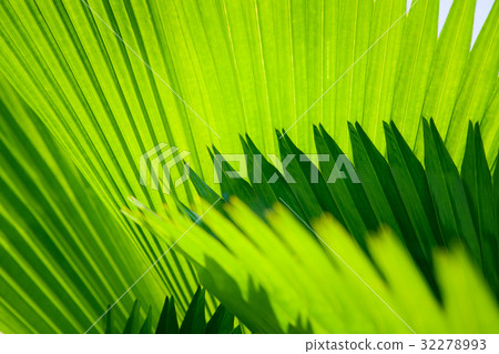 Palm leaf with diagonal lines closeup 32278993