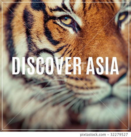 Close-up of a Tigers face.Selective focus. 32279527