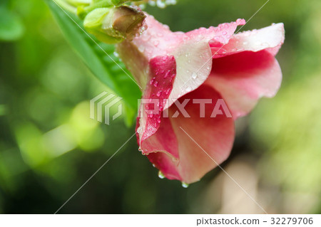 Pink and White flowers and sunshine Pink and White flowers and sunshine 32279706