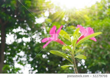 Pink and White flowers and sunshine 32279708