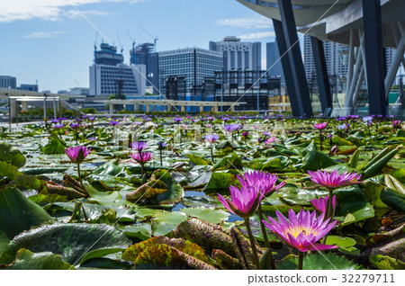 Swamp of lotus on the turrace of buiding 32279711