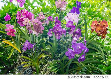 Various kinds of orchid flowers Various kinds of orchid flowers 32279713