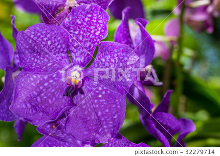 Closeup purple orchid flowers Closeup purple orchid flowers 32279714