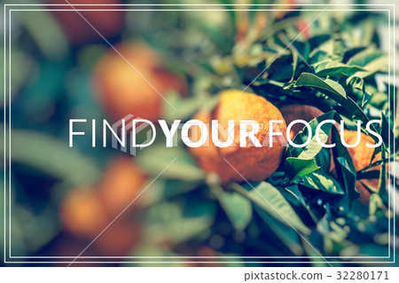 Find Your Focus.Branch orange tree fruits 32280171