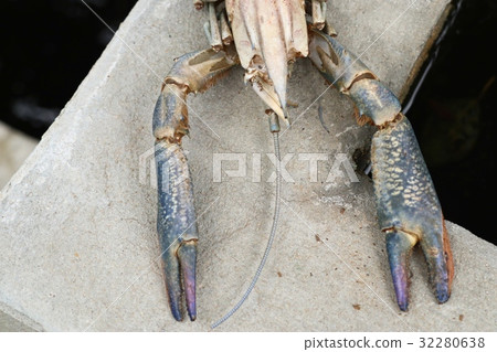 Shrimp moult 32280638