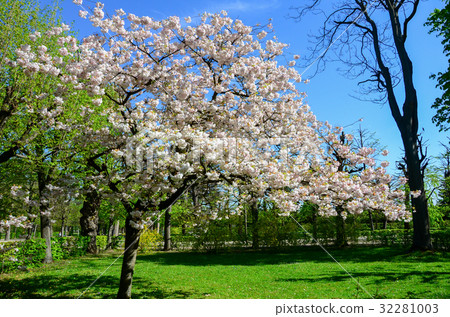 cherry blossom in gardent from austria cherry blossom in gardent from austria 32281003