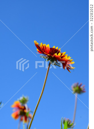 yellow and red flower in garden from austria yellow and red flower in garden from austria 32281012