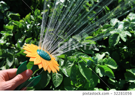 watering of plants watering of plants 32281056