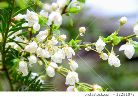 cherry blossom and dewdrop in garden 32281072