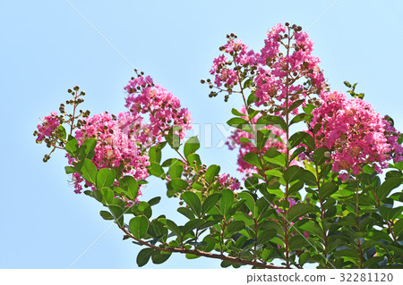 Crape myb (crape myrtle) 32281120