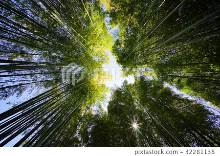 竹林 竹林 32281138