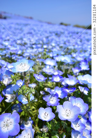 尼莫菲拉山 尼莫菲拉山 32281184