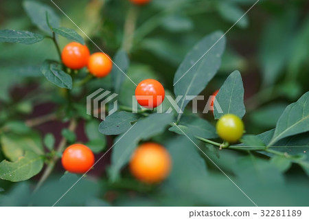 水果 水果 32281189