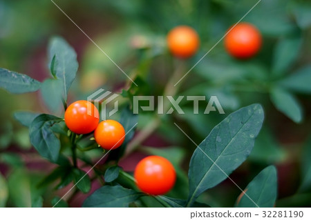 水果 水果 32281190