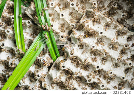 Crickets, poultry insects that are fed to fry Crickets, poultry insects that are fed to fry 32281408