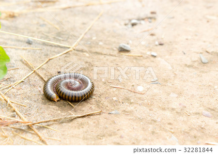 millipede on the floor of the house in the rain. 32281844